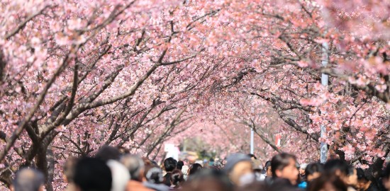 花は咲くアニメ版の動画とユーチューブ 40 S Exchange Hack