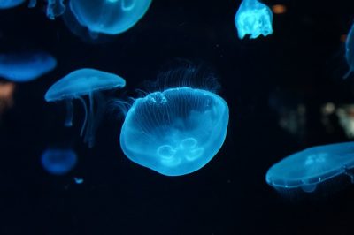 加茂水族館 山形県クラゲ水族館 のクラネタリウムに行く方法は 40代から人生を楽しむ