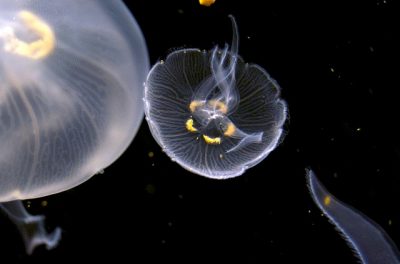 水族館の入場者ランキング17 人気の葛西臨海水族園がプロフェッショナルに 40代から人生を楽しむ